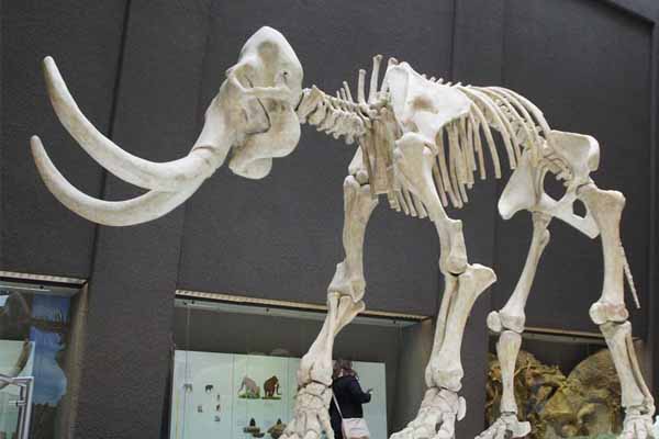 Skeleton of a woolly mammoth